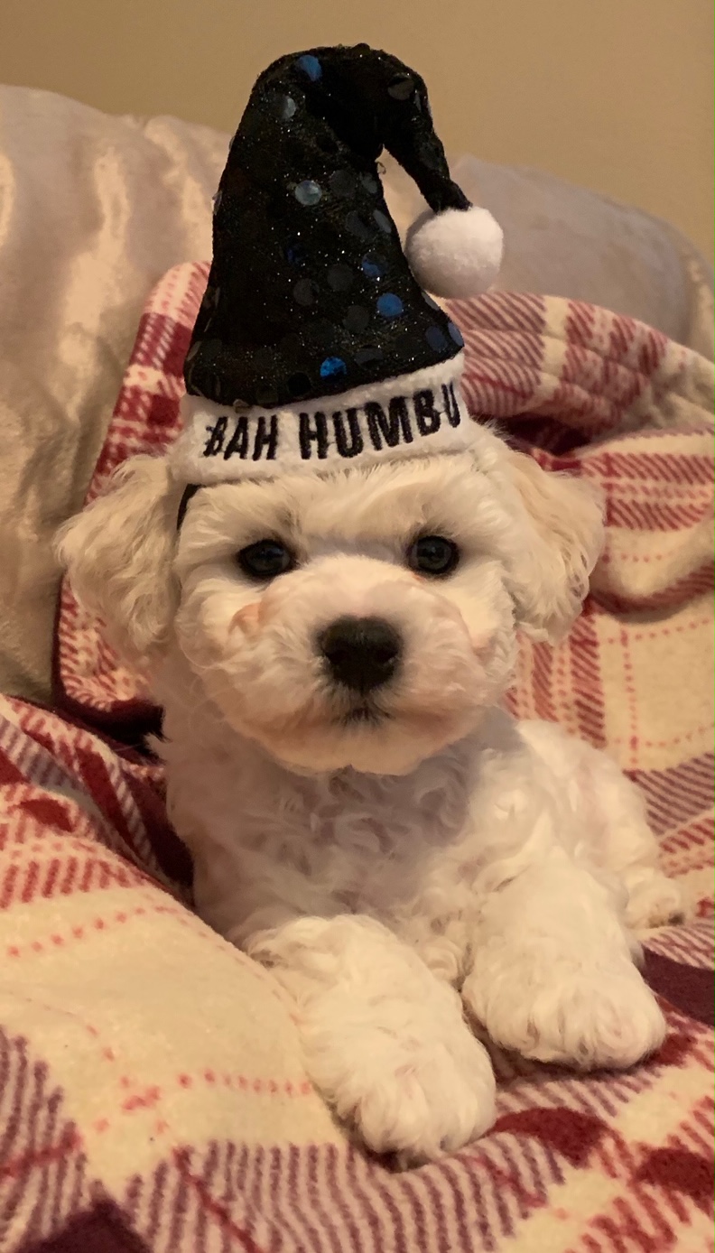puppy