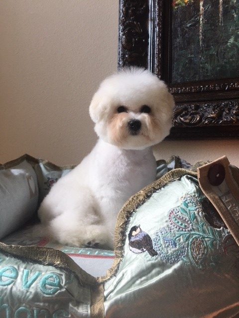 pup11-e1519006912695